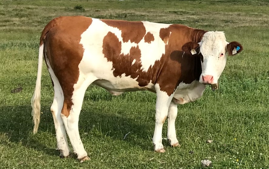 Cow